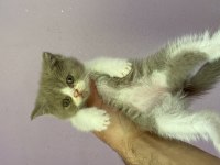 British Shorthair Bicolor