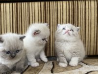 Minik yavrularımıza yuva arıyoruz british shorthair