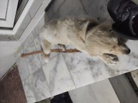 Orjinal golden retriever