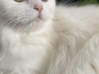 Pamuk Prenses Kedimiz