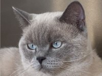 British shorthair blue point 2 yaşında