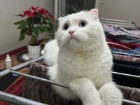 4 yaşındaki scottish fold patimi sahiplendirmek zorundayım