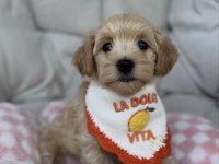 BABY FACE YÜZ YAPILI MALTİPOO YAVRULAR