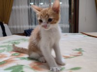 Yavru kedimiz