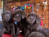Chocolate Lab Puppies Labrador