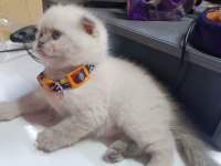 50 günlük bebek yavru scottish fold