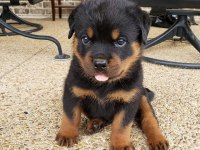 İri Kafa Rottweiler Yavrular Son 2 Bebek