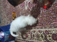 Alex yeni sahibini arıyor Maltese Terrier