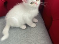 3 aylık dişi ve erkek british shorthair yavru