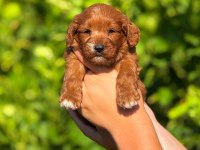 Teslime Hazır Maltipoo Köpekler