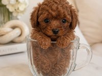 TATLI KUCUK POODLE MINIKLER