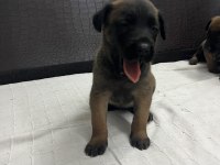 Malinois yavrular