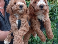 IRK VE SAĞLIK GARANTİLİ POODLE BEBEKLERİMİZ