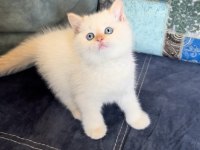 Sibirya Orman Kedisi