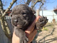 Cane corso yavru köpekler