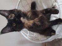 Maine coon Tortie