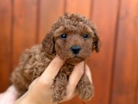 Pamuk Gibi Toy Poodle Yavrularım