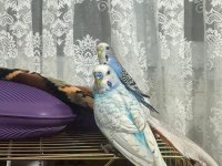 Hazır yavru garantili muhabbet kuşu takımlar