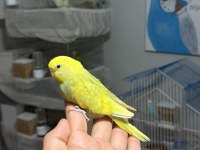 Ele alıştırmalık bebek muhabbet kuşları
