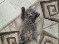 Evimizin neşesi british longhair kedime yuva ariyoruz