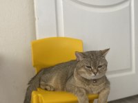 Yakışıklı kedimiz paşa