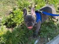 FRENCH BULLDOG BLUE EGZOTİK ERKEK 5 AYLIK
