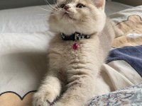 YAVRU KEDİLER