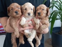 Toy poodle kalitesinde maltipoo yavrular