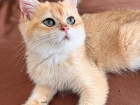 British shorthair kedimiz