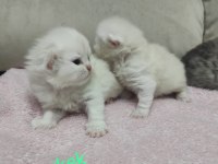 Kendi kedimin british longhair yavruları