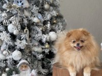 Pomeranian orjinal
