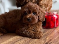 Premium Toy Poodle