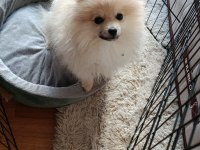 Pomeranian Çikom acil verilecek