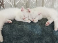 Bembeyaz kartopu kedilerimiz