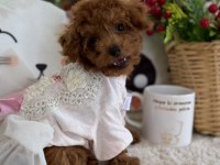Kore Poodle