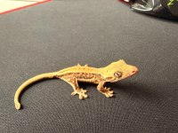 Yavru Crested Gecko