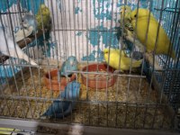 Her renkte türde muhabbet kuşu vardır
