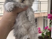 British Longhair Black Golden Dişi Yavru