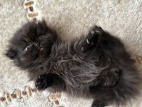 Scottish fold cinsi yavru kedilerim