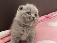 Scottish fold yavru Antalya