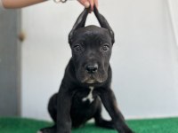 3 aylık cane corso yavrular