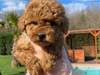 Poodle Çıftliğinden Red Brown Toy Poodle Bebeklerimiz 