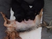 Yorkshire Terrier yavrular