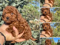 Yine efsane poodle yavrularımız hazır
