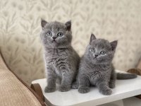 A KALİTE BRİTİSH SHORTHAİR KEDİRLER