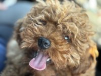 Mikro Boy Bebekler ve 4 Aylık Dişi DarkRed Toy Poodle