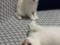 BRİTİSH SHORTHAİR KEDİLERİM