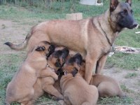 Üst Kalite Belçika Malinois Yavruları