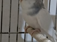 KUŞLARI P. SHOP KUŞLARI İLE KIYASLAMAYIN