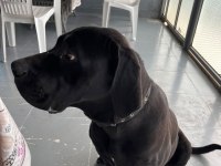 Yavrularımız cane corso